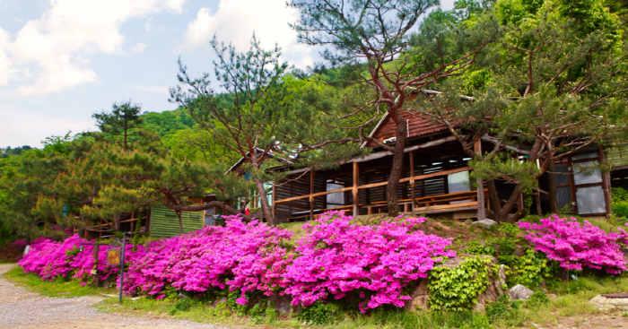 로뎀나무로뎀펜션 여행 가볼만한곳