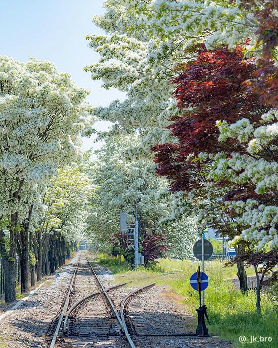 전주 팔복동 철길