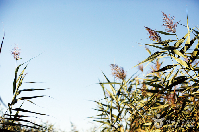 금강과 갈대밭의 광활 속으로 여행 가볼만한곳