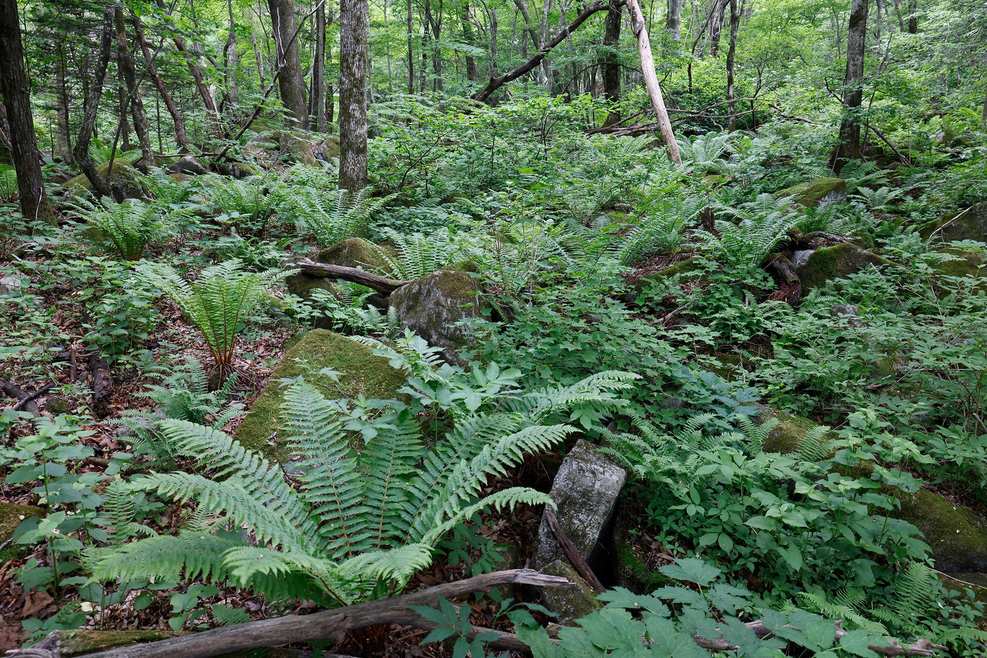 양치식물인 관중이 우거져 공룡시대 숲을 연상시킨다.