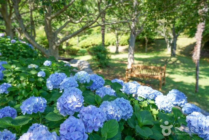 수국이 탐스러운 이순신공원