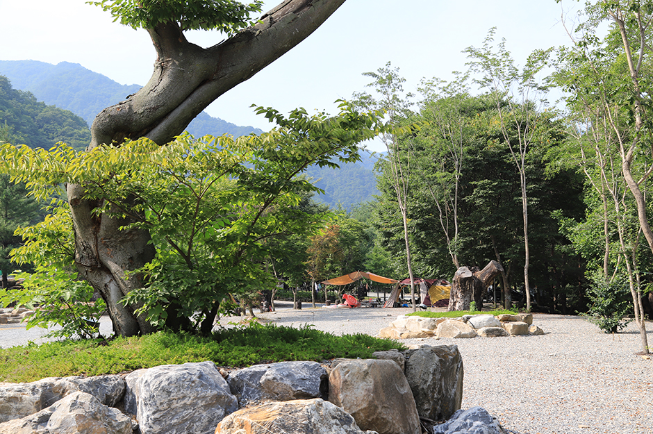 산여울캠프장> 여행지 | 반려동물 동반여행:대한민국 구석구석