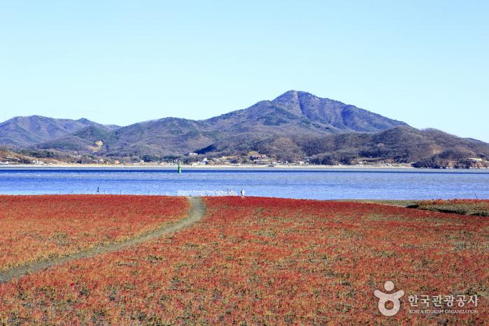 갯벌을 뒤덮은 붉은 물결이 바다와 어우러진 칠면초 군락지