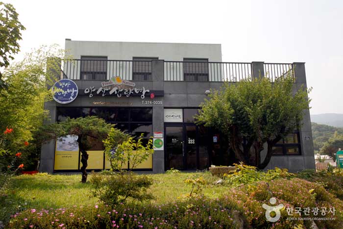 양산의 슈퍼스타, 삽량빵과 울통치킨
