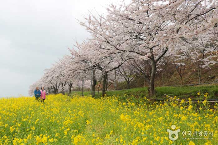 남해 왕지마을 벚꽃길