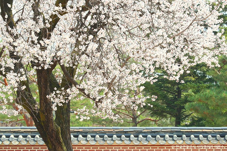 2025년 벚꽃 개화 시기, 전국 벚꽃 축제 리스트