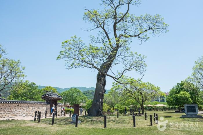 해미읍성 옥사 앞에 있는 회화나무