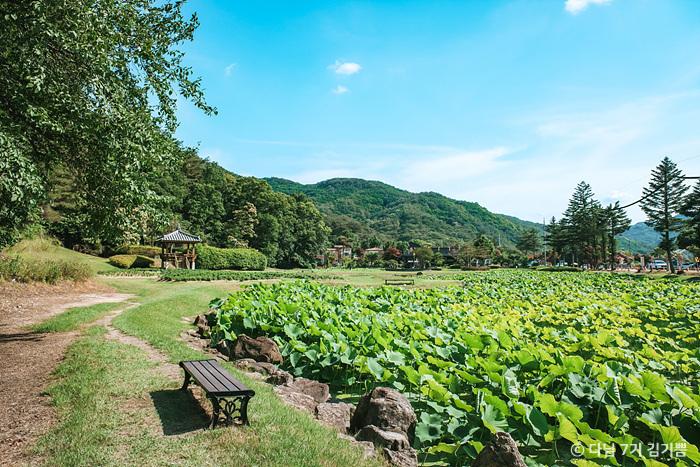속리산 연꽃단지