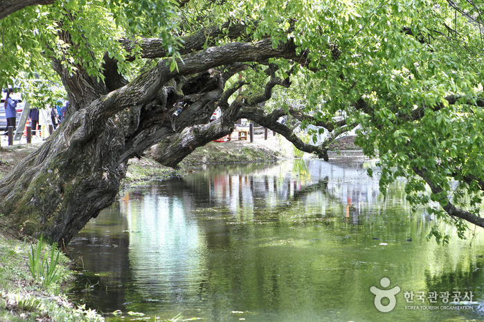 위양지(위양지 이팝나무) 8