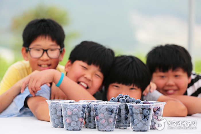 자연을 마음껏 즐겨라! 블루베리 체험농장과 비둘기낭 오토캠핑장