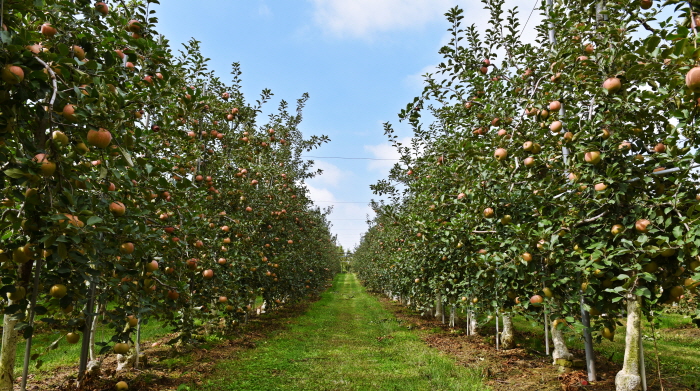 새빨간 사과의 매력에 빠지는 예산여행 웰촌 여행 가볼만한곳