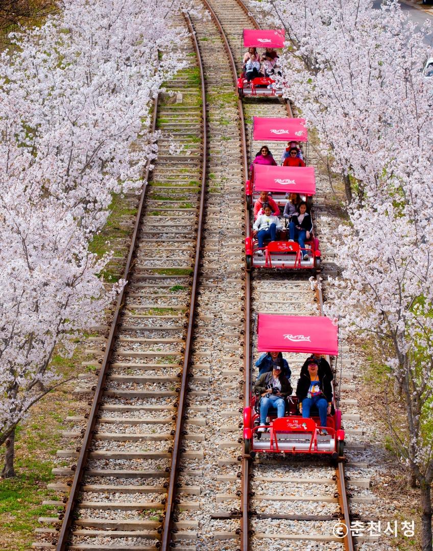 벚꽃 터널을 지나며 봄 풍경을 즐기는 사람들