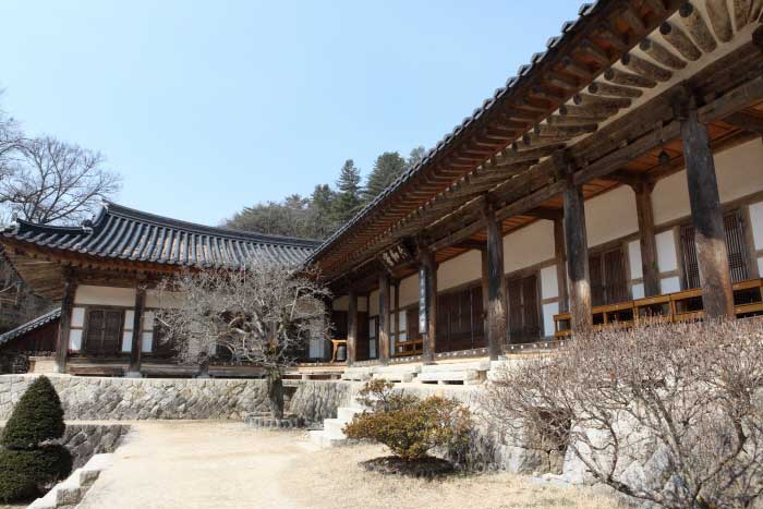 자두꽃 향기에 취하고 지례 흑돼지에 반하다, 김천 이화만리 마을|추천! 가볼만한곳