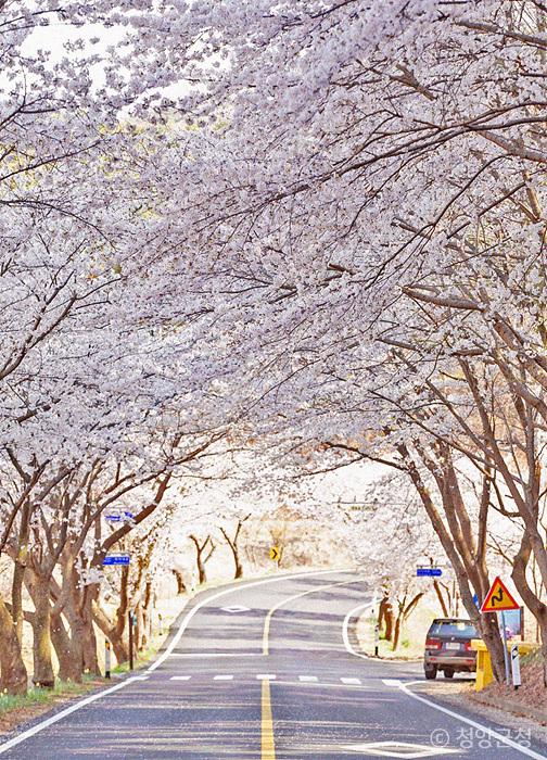 4월 초·중순에 만개하는 장곡사 벚꽃길