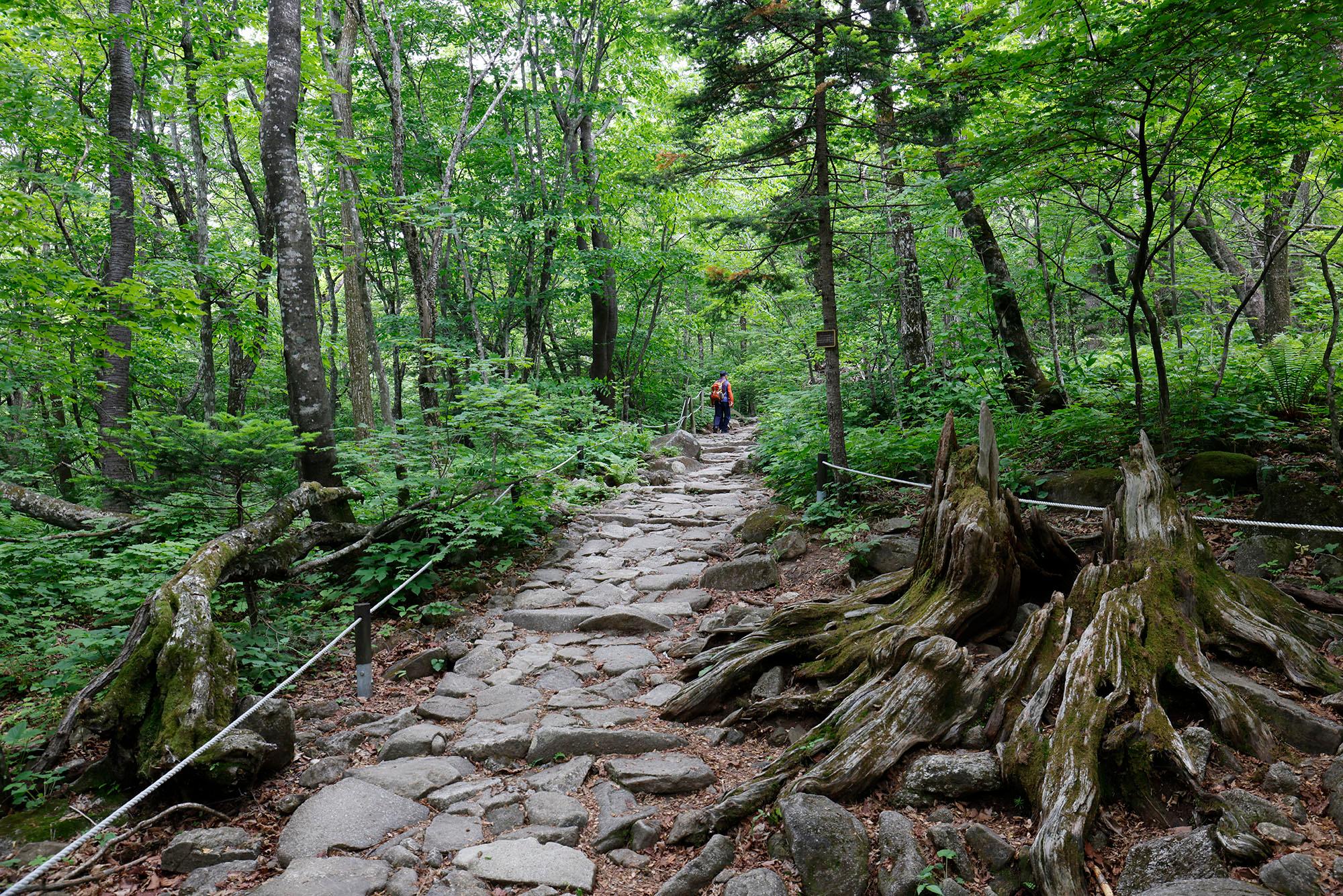 죽은 아름드리 고목의 뿌리가 조각품 같다.