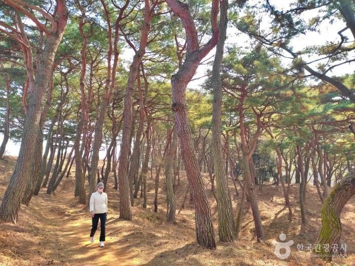 성안 소나무 숲길을 따라 산책하는 주민