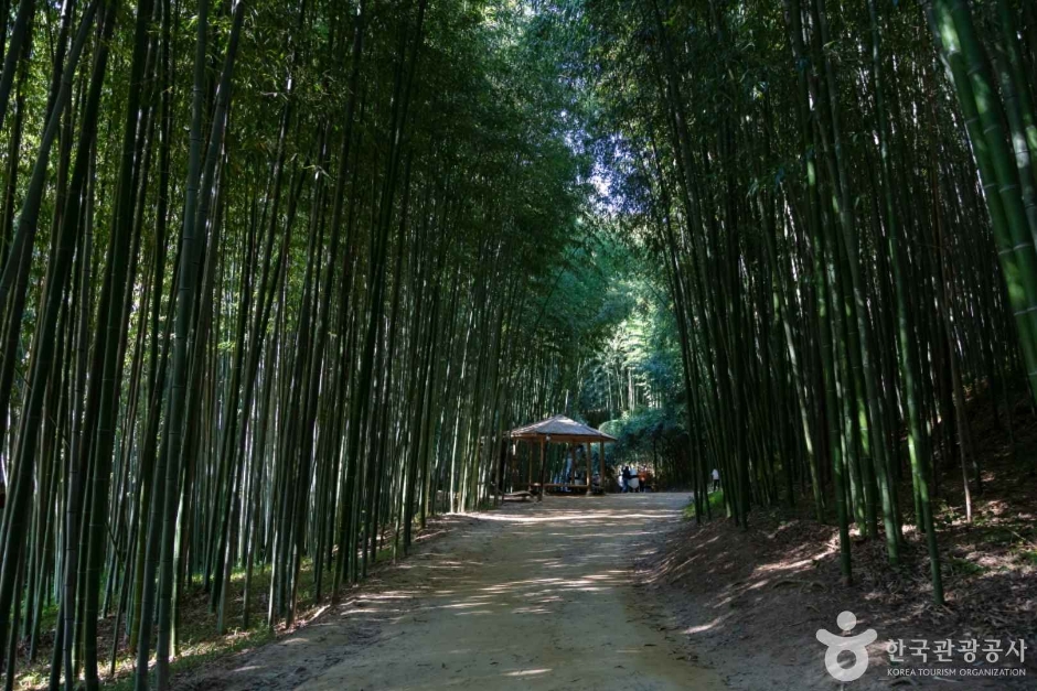 죽녹원 11