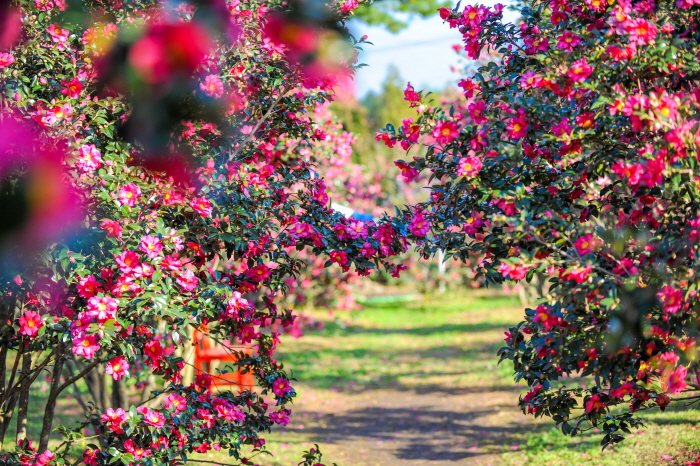 일출과 동백꽃, 서천에서 빨간 여행 여행 가볼만한곳