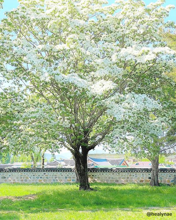 경주 오릉