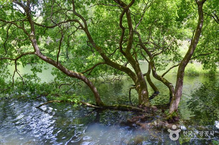 평화로운 세량지 풍경