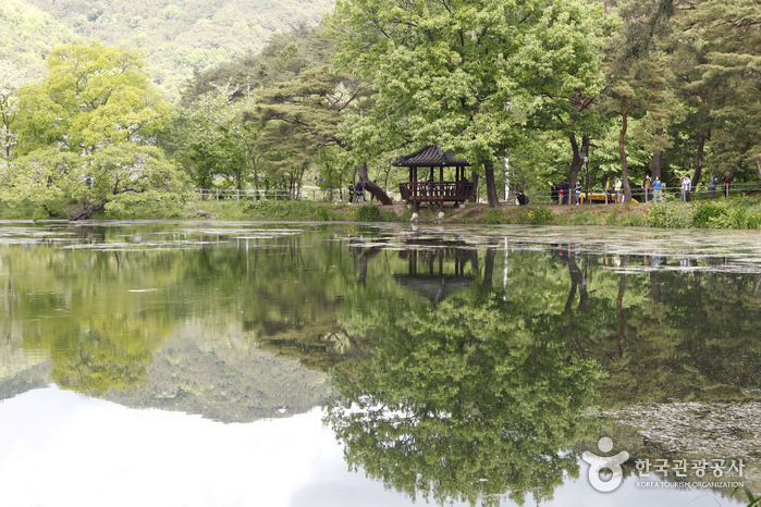 위양지(위양지 이팝나무) 2
