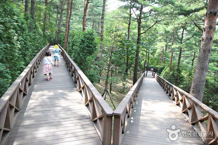 바다와 커피의 도시, 강릉에서 숲을 만나다, 강릉솔향수목원> 여행기사... 강릉에서 숲을 만나다, 강릉솔향수목원> 여행기사 :대한민국 구석구석 