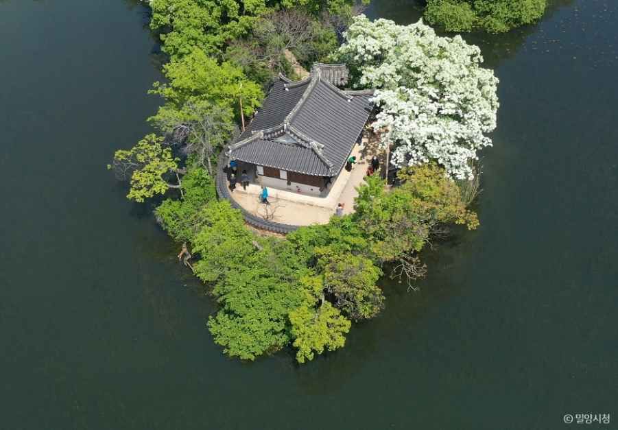 위양지(위양지 이팝나무) 5