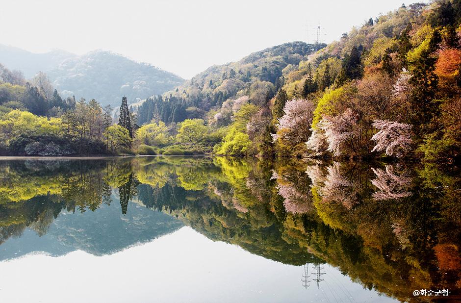 산벚나무 꽃이 흐드러진 세량지<사진제공 : 화순군청>
